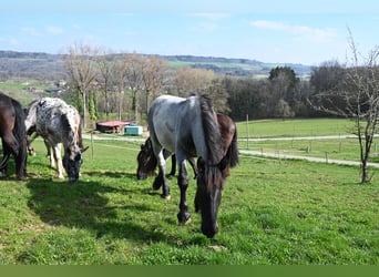 Noriker, Gelding, 2 years, 17 hh