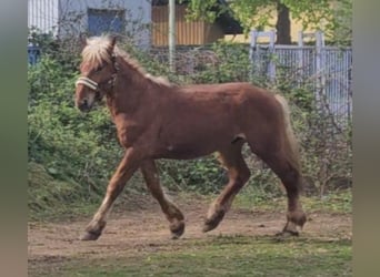 Noriker, Gelding, 2 years, Chestnut-Red