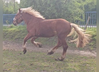 Noriker, Gelding, 2 years, Chestnut-Red