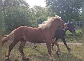 Noriker, Gelding, 2 years, Chestnut-Red