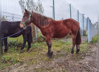 Noriker, Gelding, 3 years, 14,1 hh