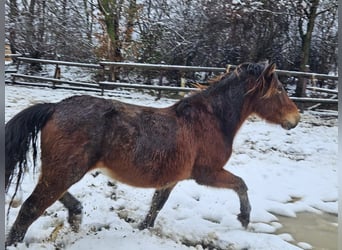 Noriker, Gelding, 3 years, 14,1 hh