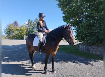 Noriker, Gelding, 3 years, 15.1 hh, Brown Noriker, Gelding, 3 years, 15.1 hh, Brown