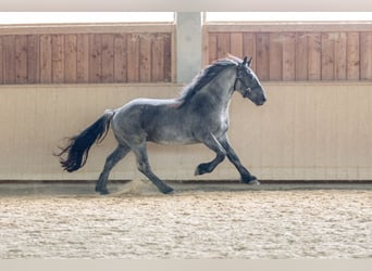 Noriker, Gelding, 3 years, 15.2 hh