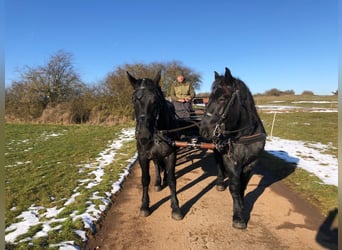 Noriker, Gelding, 3 years, 16 hh, Gray-Dark-Tan