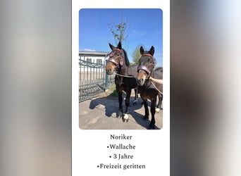 Noriker, Gelding, 3 years, Brown
