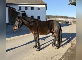 Noriker, Gelding, 4 years, 14.2 hh, Black