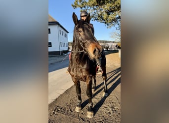 Noriker, Gelding, 4 years, 14.2 hh, Black