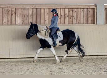 Noriker, Gelding, 4 years, 14.3 hh, Pinto
