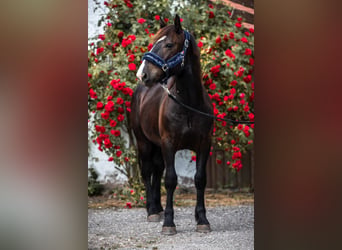 Noriker, Gelding, 4 years, 14.3 hh, Smoky-Black