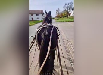 Noriker, Gelding, 4 years, 15.2 hh, Bay-Dark