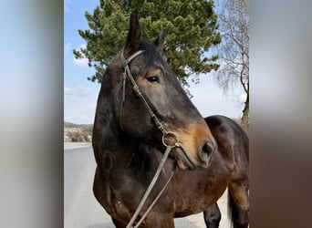Noriker, Gelding, 4 years, 15.2 hh, Bay-Dark