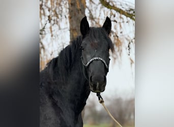 Noriker, Gelding, 4 years, 15.2 hh, Black