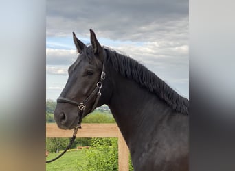 Noriker, Gelding, 4 years, 15.2 hh, Black
