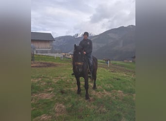 Noriker, Gelding, 4 years, 15.3 hh