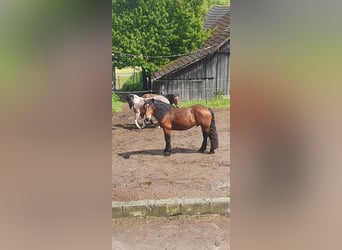 Noriker, Gelding, 4 years, 15,1 hh, Brown-Light