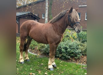 Noriker, Gelding, 4 years, 15,1 hh, Chestnut-Red
