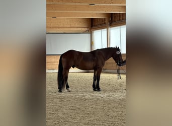 Noriker, Gelding, 4 years, 16 hh, Brown