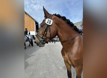 Noriker, Gelding, 4 years, 16 hh, Brown