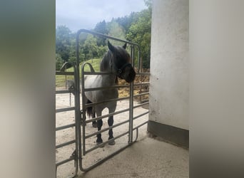 Noriker, Gelding, 4 years, 16 hh, Grey-Blue-Tan