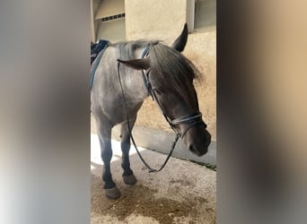 Noriker, Gelding, 4 years, 16 hh, Grey-Blue-Tan