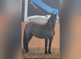 Noriker, Gelding, 4 years, 16 hh, Grey-Blue-Tan