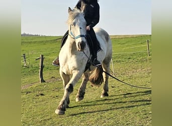 Noriker, Gelding, 4 years, 16 hh, Grey