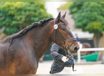 Noriker, Gelding, 4 years, Bay-Dark