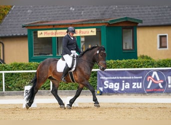 Noriker, Gelding, 4 years, Bay-Dark