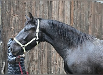 Noriker Mix, Gelding, 4 years