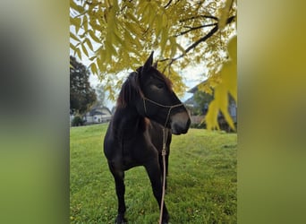 Noriker, Gelding, 5 years, 15.2 hh, Bay-Dark