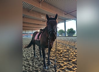 Noriker, Gelding, 5 years, 16 hh, Black
