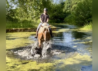 Noriker, Gelding, 5 years, 16 hh, Chestnut-Red