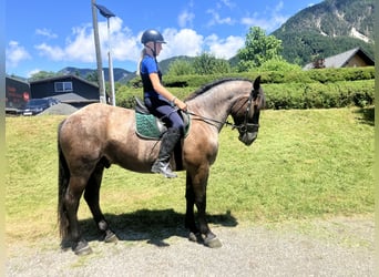 Noriker, Gelding, 5 years, 16 hh, Gray-Blue-Tan