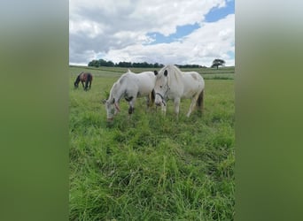 Noriker, Gelding, 5 years, Gray