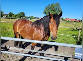 Noriker, Gelding, 6 years, 15 hh, Bay-Dark