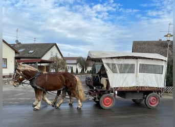 Noriker, Gelding, 6 years, 15,3 hh, Chestnut-Red