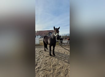 Noriker, Gelding, 6 years, 16,2 hh, Black