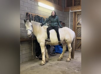 Noriker, Gelding, 6 years, 16.2 hh, Gray