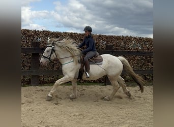Noriker, Gelding, 6 years, 16.2 hh, Gray