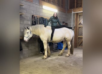 Noriker, Gelding, 6 years, 16.2 hh, Gray