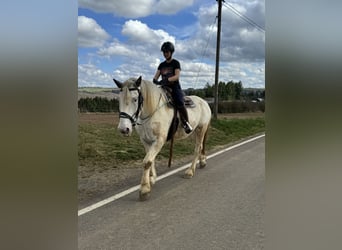 Noriker, Gelding, 6 years, 16.2 hh, Gray