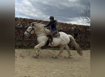 Noriker, Gelding, 6 years, 16.2 hh, Gray