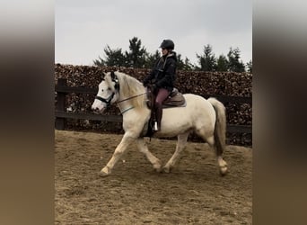 Noriker, Gelding, 6 years, 16.2 hh, Gray