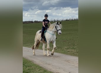 Noriker, Gelding, 6 years, 16.2 hh, Gray