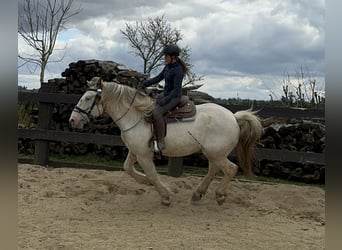 Noriker, Gelding, 6 years, 16.2 hh, Gray