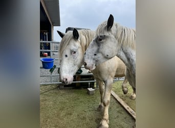 Noriker, Gelding, 6 years, 16,2 hh, Leopard-Piebald