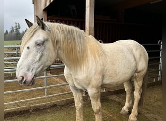 Noriker, Gelding, 6 years, 16,2 hh, Leopard-Piebald