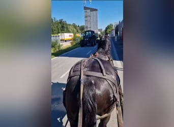 Noriker, Gelding, 6 years, 16.3 hh, Black