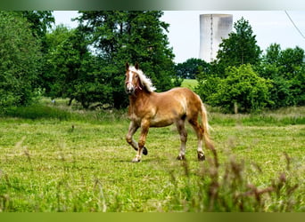 Noriker, Gelding, 6 years, 16.3 hh, Chestnut-Red